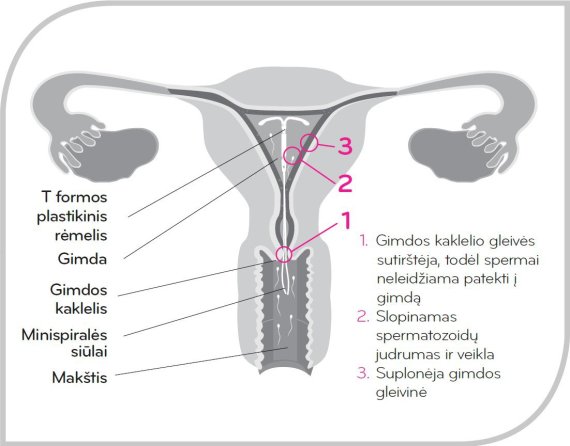 The working principle of the hormonal helix.