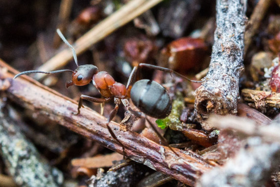 Luke April / 15min photo / The life of ants up close