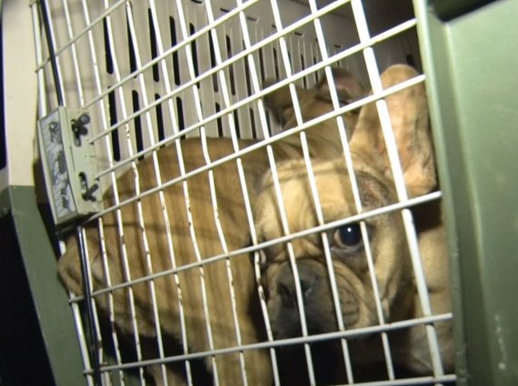 Reader's photo / 82 dogs were taken from a possibly illegal breeding center in Kaunas district