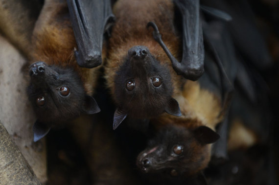 The AFP / Scanpix photo / Nipa virus is mainly spread by fruitful bats.