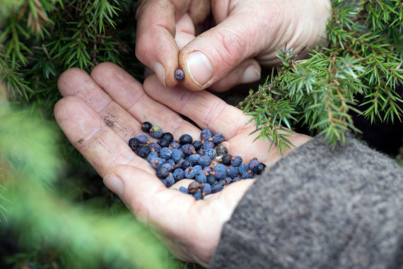 Photo by Vida Press / Juniper berries