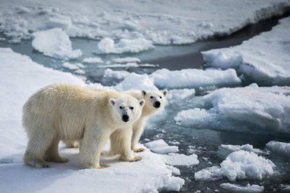 Photo by Scanpix / RIA Novosti / Polar bears melt into glaciers