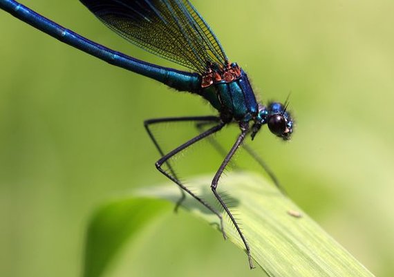 Photo by Irmantas Gelūnas / 15min photo / Akimirka through a magnifying glass ...