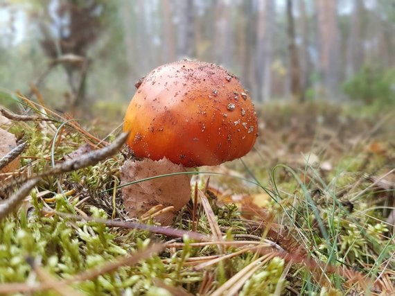 Photo by Saulius Chadasevičius / 15min photo / Associative illustration: poisonous mushroom