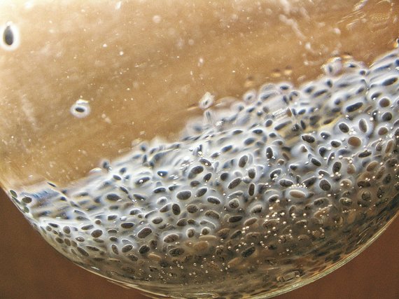 Foto de Vida Press / Spanish sage (chia) seeds swollen in water