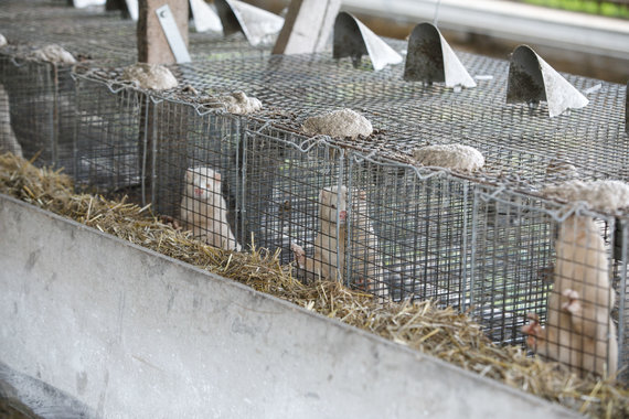 Photo by Erik Ovcharenko / 15min photo / On a fur farm