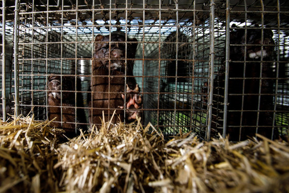 Photo by Erik Ovcharenko / 15min photo / On a fur farm