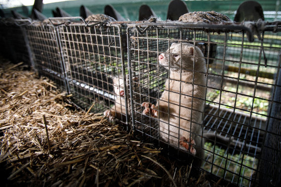 Photo by Erik Ovcharenko / 15min photo / On a fur farm