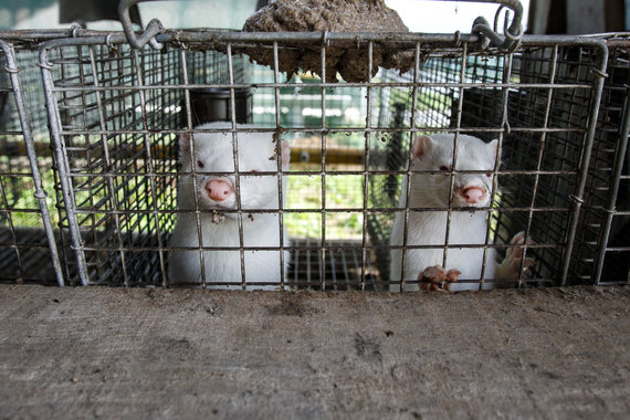 Photo by Erik Ovcharenko / 15min photo / On a fur farm