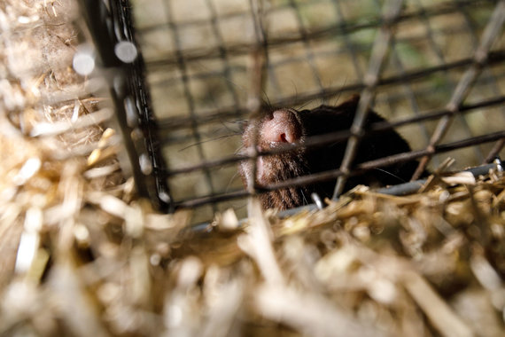 Photo by Erik Ovcharenko / 15min photo / On a fur farm