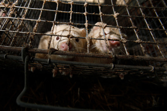 Photo by Erik Ovcharenko / 15min photo / On a fur farm