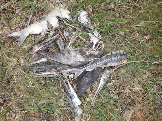 Let's Eagles photo / After inspecting the nests, the ornithologists saw what the sea eagles ate. Remains of a tagged sturgeon were found in a nest.