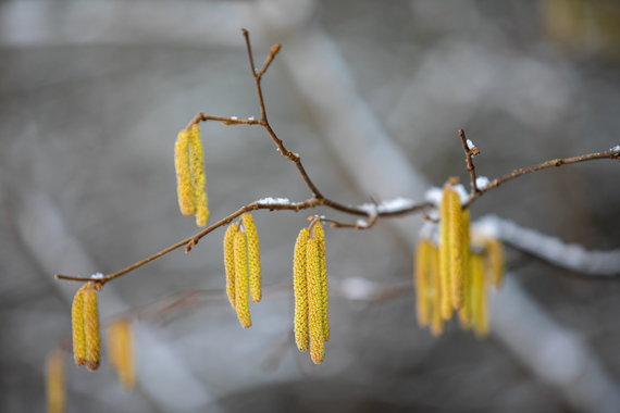 Photo by Julius Kalinskas / 15min / Covered with snow in the forest