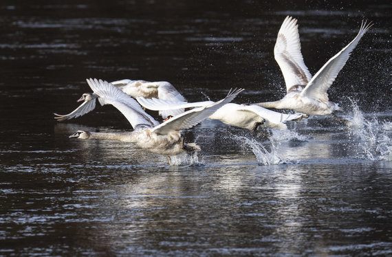 Photo by Selemonas Paltanavičius / Swans soar on the finished Nery