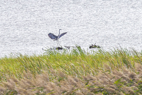 Ernesta Čičiurkaitė / 15min photo / Autumn comes to the Žuvintas Biosphere Reserve.  Simno ponds.  Gray heron