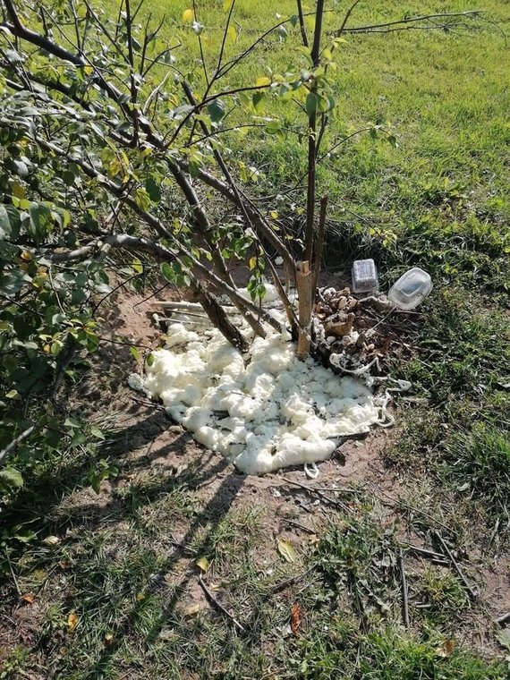 Nijolė Š.  photo / Sprayed openings near the Šiauliai Republican Hospital, where the cats lived