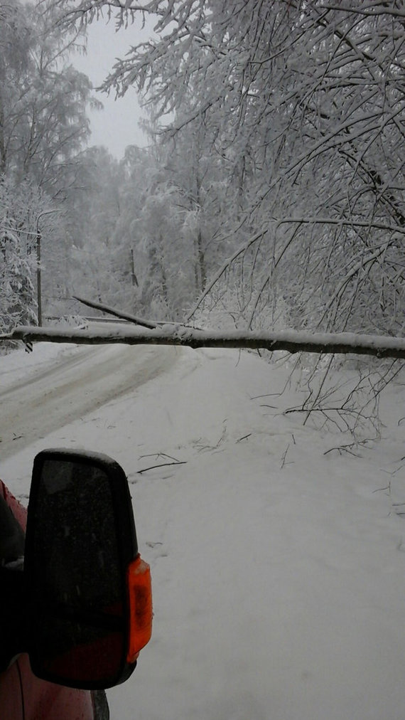 Photo by Grinda / Broken trees on the streets of Vilnius