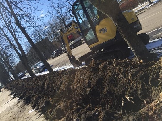 Facebook group “Let's save the Vilnius trees.  Initiative ”photo by Ieva / This is what the roots of trees dug when digging trenches for communications