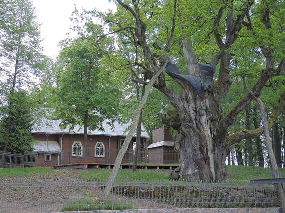 Photo by A.Navickas / Stelmužė oak, church and bell tower