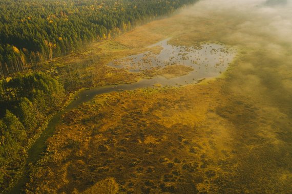 Photo by Andrius Aleksandravičius / Čepkeliai State Nature Reserve