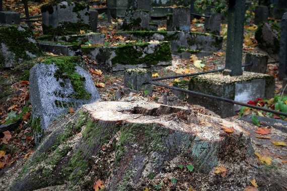 Indrė Bungardaitė / 15min photo / Trees are cut down in the Bernardinai cemetery