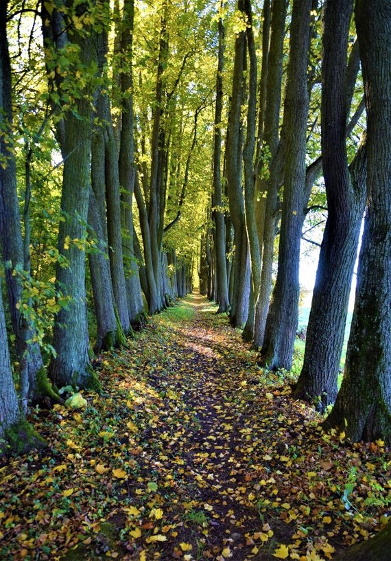 Photo by VSTT / Daniliškis lime alley