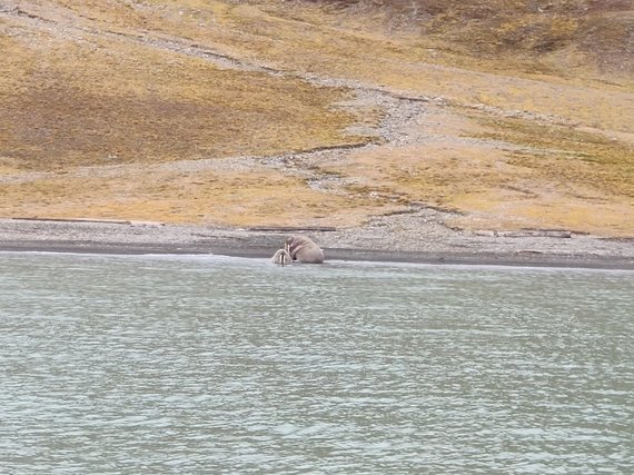 Personal file photo / Road to Longyearbyen.  Your wolves