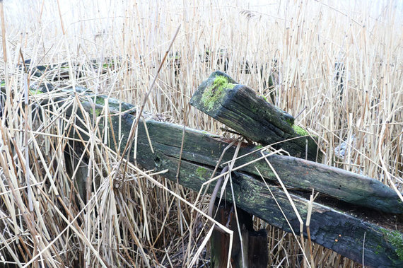 Photo by Ve.lt / The structures of the bridge that once stood here are blackened by the reeds of the undergrowth.  The most comfortable way to see them now, in winter