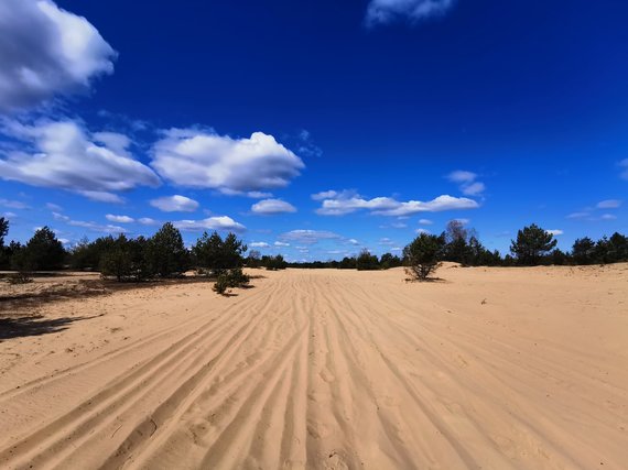 photo by checkinlithuania.com/ Rūdninkai forest continental dune