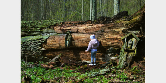 Photo by Eglė Kuktienė / A cross on the fallen oak of Sharava, a chapel built next to it