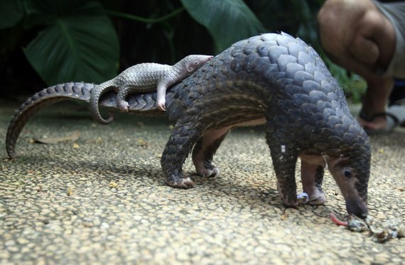 Scanpix / AP Photo / Tail with her cub in an Indonesian zoo