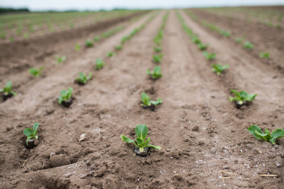   Photo by partner / Farms Vaidas and Irma Nagrecki: investing in companies such as Lidl in Lithuania 