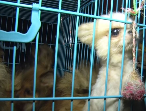 Reader Photo / 82 dogs were taken from a possibly illegal breeding center in Kaunas district