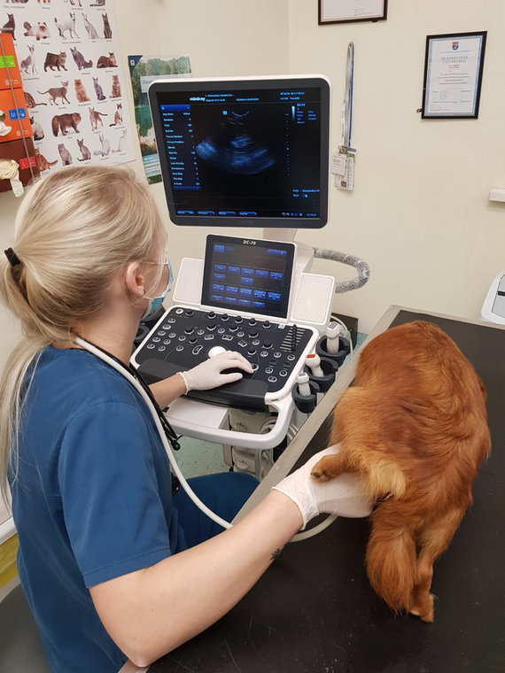 Photo by LSMU / Specialists assess the condition of rescued animals in the Kaunas district