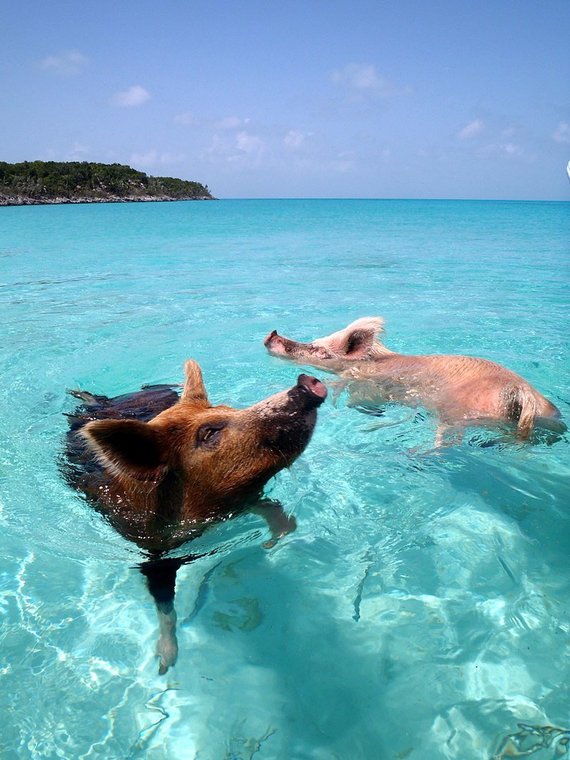 Photo from Wikipedia Commons. // CC BY-SA 2.0 / Floating pigs in the Bahamas