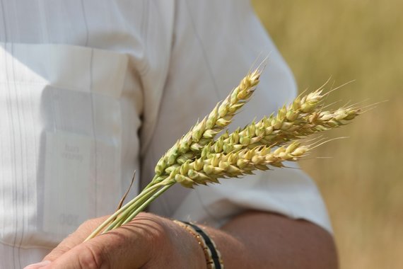 Photo by Alvydas Januševičius / Agriculture