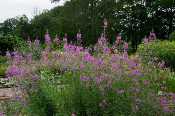 Photo of the report authors / Npilobium angustifolium