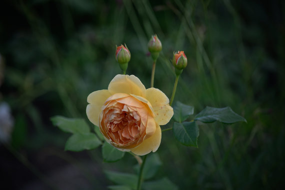 Photo by G.Navickaitė / Roses grown by M.Zapolska