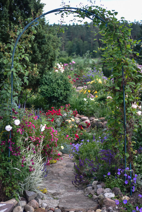 Photo by G.Navickaitė / Roses grown by M.Zapolska