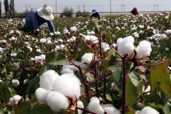 AFP / Scanpix Photo / Cotton collected in Xinjiang