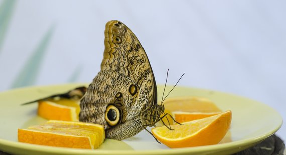 Photo album of the personal album / Tropical butterfly exhibition