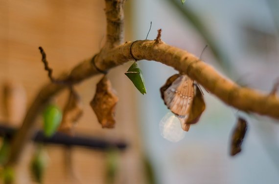 Photo album of the personal album / Tropical butterfly exhibition