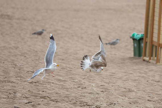 Sigismund Gedvila / 15min photo / Kirai, supervising the beach of Palanga