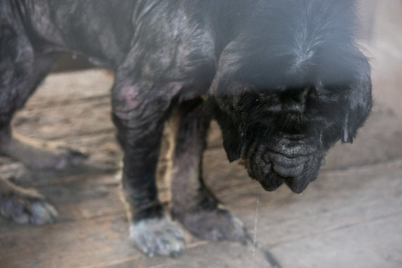 Žygimantas Gedvila / 15min photo / Kennel in Širvintos, which has attracted the attention of animal rights defenders