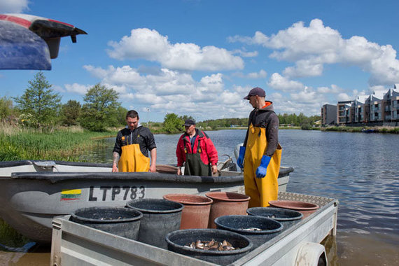 Western Express photo / Two day catch, according to fishermen, quite normal. 90 percent. They sell their catch in Latvia, because there is no one in Lithuania to buy it.