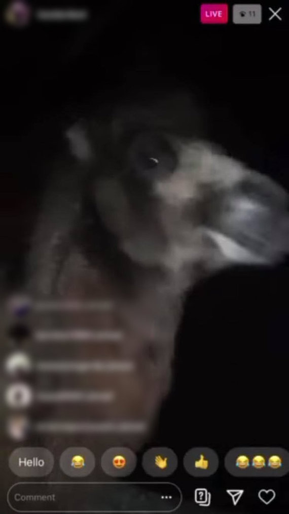 Still image / Camel was captured on video