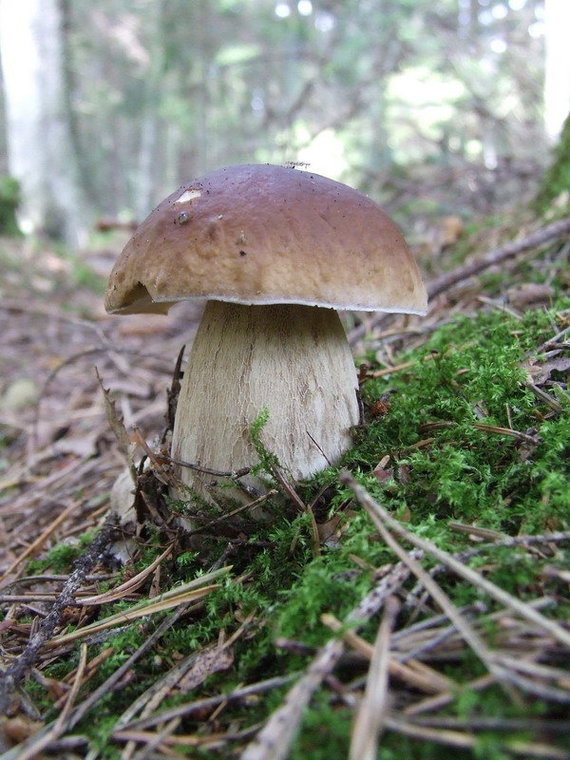 Photo by Tomas Čekanavičius / Photo from Wikipedia commons / Baravykas is the most appreciated mushroom in Lithuania