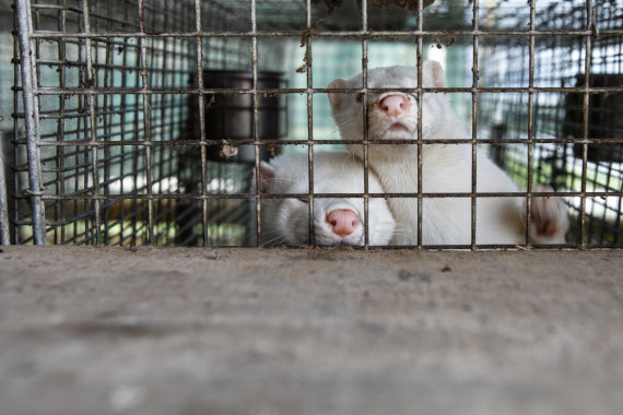 Photo by Erik Ovcharenko / 15min photo / On a fur farm