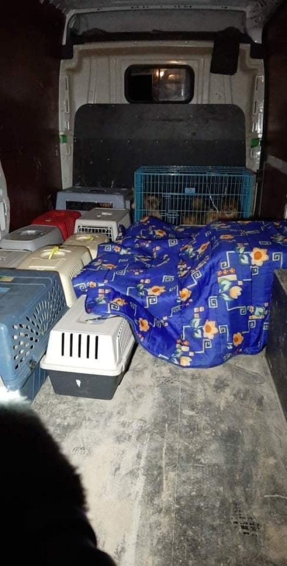 15-minute photo from the reader / 82 dogs taken from a possibly illegal breeding center in Kaunas district